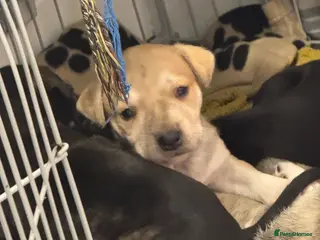 Mixed Breed dogs Staffy X terrier mix boy pup - Advert 1