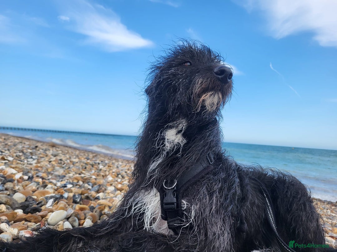 Mixed Breed dogs for sale: Whippet x Miniature Poodle  - Image 8
