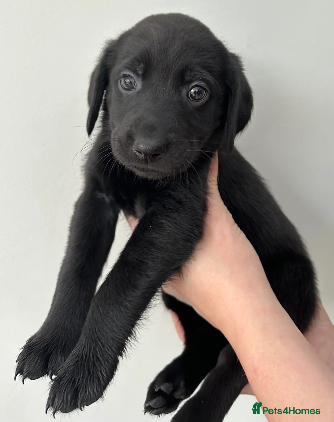 Labrador Retriever dogs for sale: Last 2 stunning kc reg black labradors - Advert 26