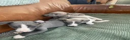 Whippet dogs for sale: Stunning Litter of KC Whippet Puppies - Advert 10