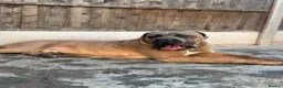 Cane Corso dogs for sale: 3 year old cane corso male for co own in London - Advert 3