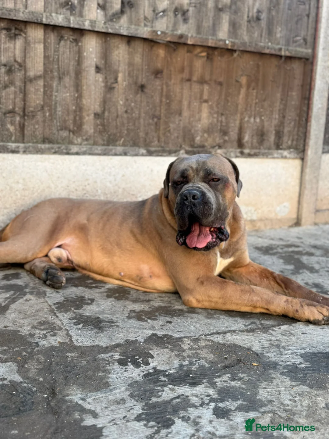 Cane Corso dogs for sale: 3 year old cane corso male for co own in London - Advert 3