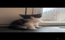 Mixed Breed cats for sale: 5 beautiful kittens ready for their forever home  - Image 10
