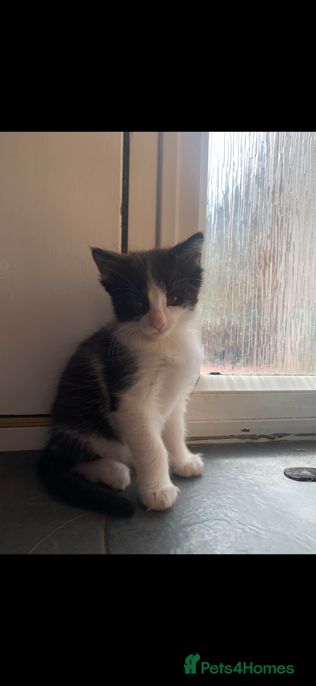 Mixed Breed cats for sale: 5 beautiful kittens ready for their forever home  - Image 10