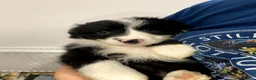 Mixed Breed dogs for sale: Adorable Bearded Collie X Border Collie puppies in Chesterfield - Advert 6