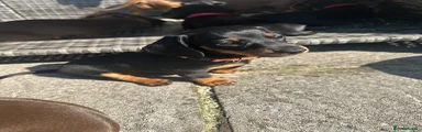 Miniature Dachshund 4