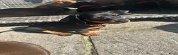 Miniature Dachshund dogs for sale: Gorgeous KC reg miniature dachshund puppies  - Advert 28