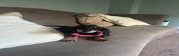 Miniature Dachshund dogs for sale: Black & Tan Longhaired Miniature Dachshund in Glasgow - Advert 4
