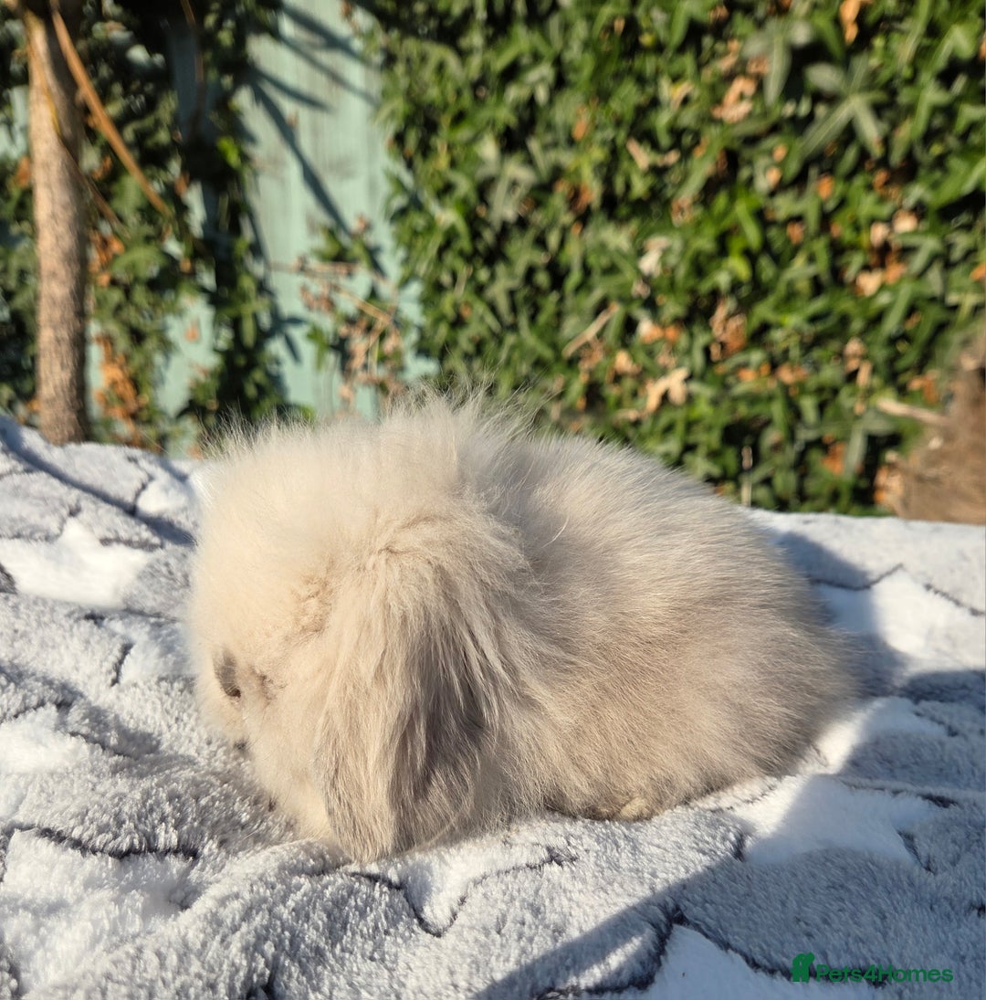 Mini Lion Lop rabbits for sale: Mini lop lops - Image 15