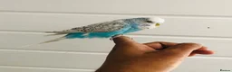 Budgerigars birds for sale: Beautiful semi hand tame exhibition budgies. - Advert 11