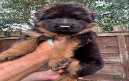German Shepherd dogs for sale: German Shepard Long haired puppies - Image 1