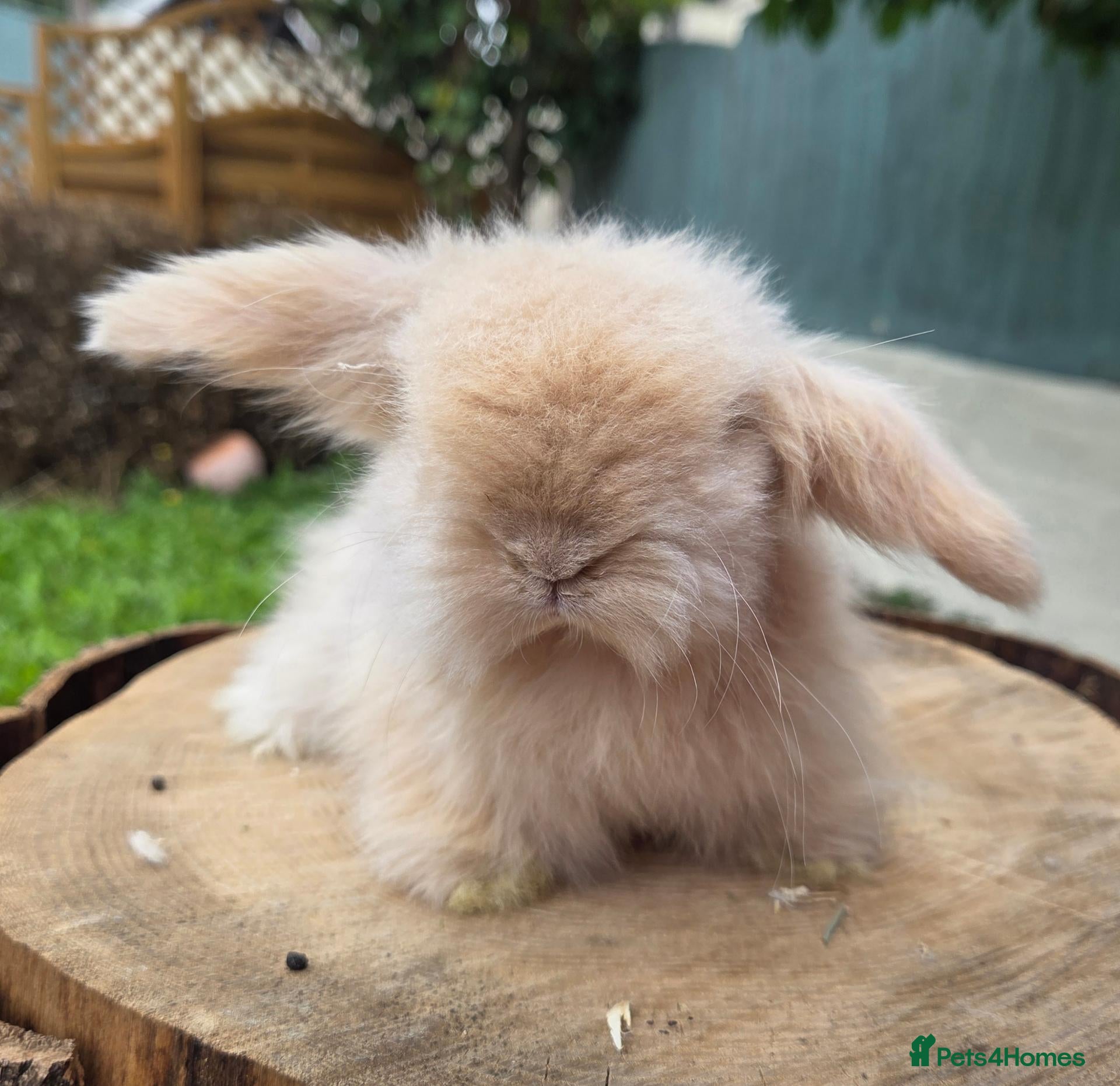 Angora rabbits  Super fluffy baby teddywidders  - Advert 2