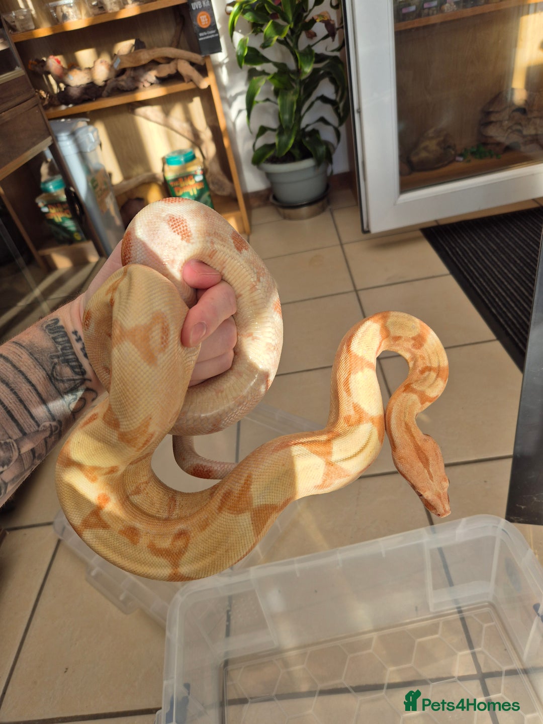 Boa Snake reptiles for sale: Boa, corn, royal snakes - Advert 1