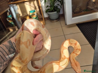 Boa Snake reptiles Boa, corn, royal snakes - Advert 4