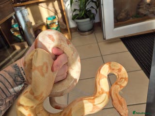 Boa Snake reptiles Boa, corn, royal snakes - Advert 4