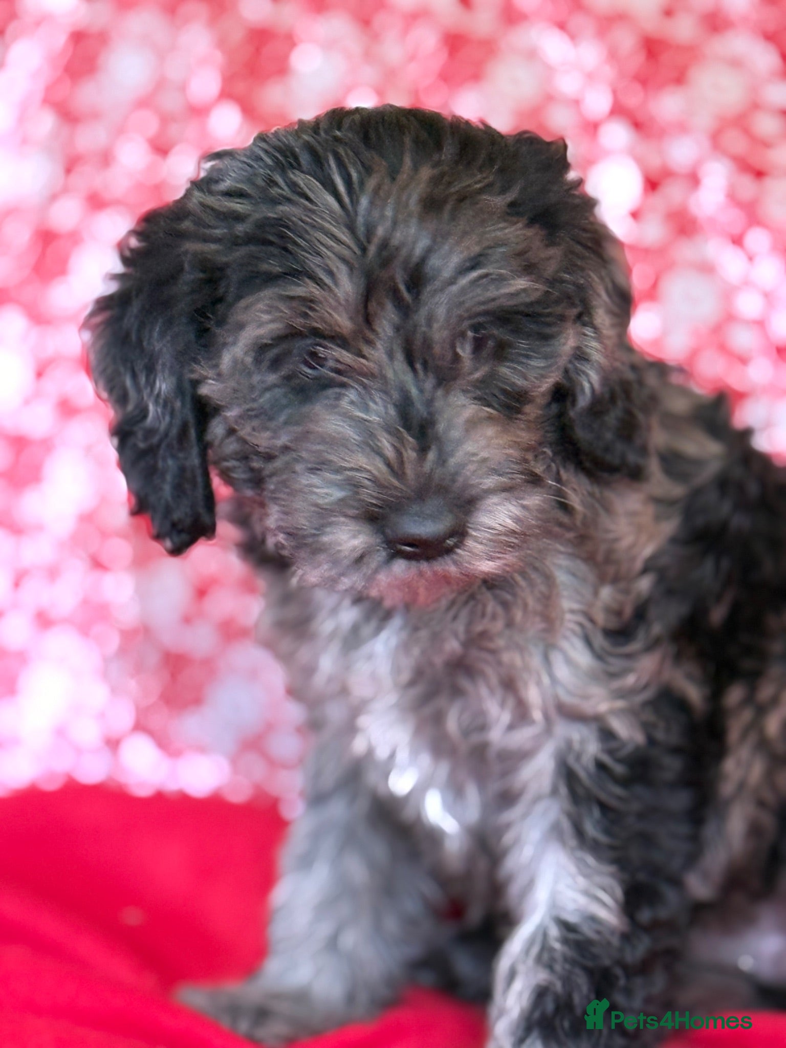 Australian Labradoodle dogs Australian labradoodles  - Advert 2