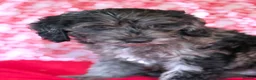 Australian Labradoodle dogs for sale: Australian labradoodles  - Advert 8