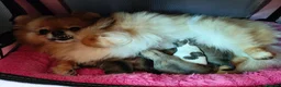 Pomeranian dogs for sale: Adorable Pomeranian Puppy boy for Sale. - Advert 6