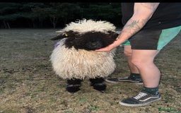 Sheep livestock for sale: Registered Valais Ewe’s  - Image 7