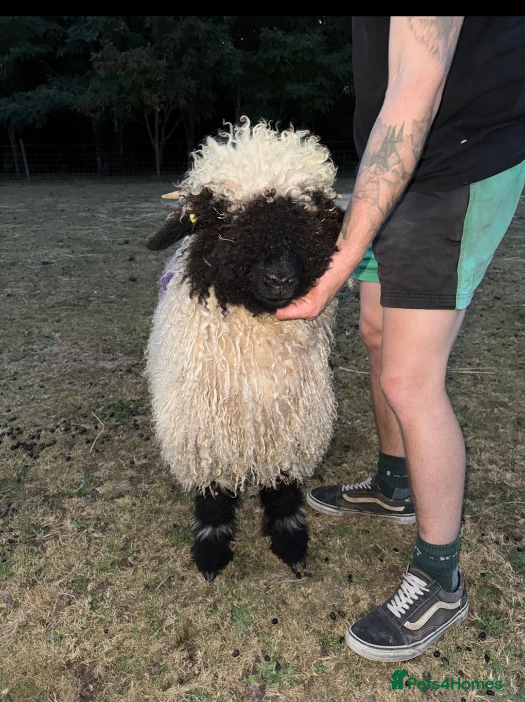 Sheep livestock for sale: Registered Valais Ewe’s  - Image 7