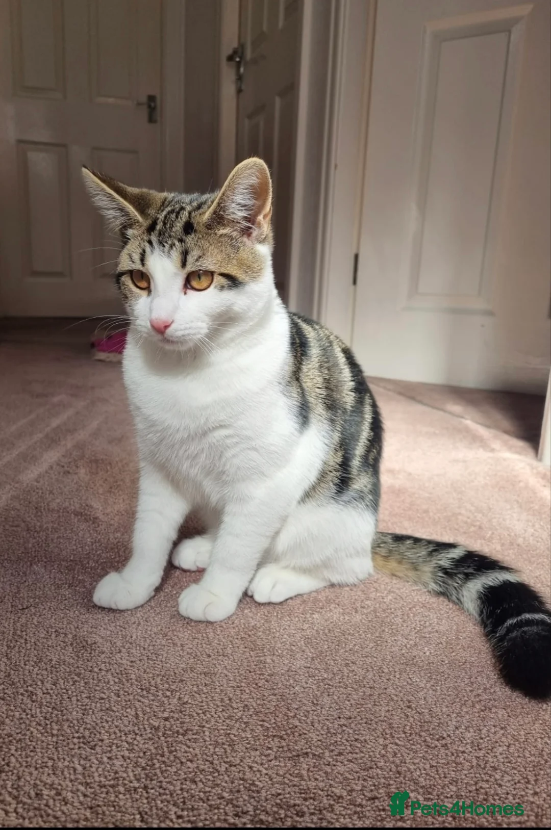 Mixed Breed cats for sale: Beautiful Maine Coon x Bengal Indoor Cat - Advert 1