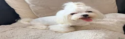 Maltese dogs for sale: Full Korean Female Maltese Age 5 - Advert 10