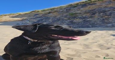 Mixed Breed dogs German shepherd x Working Labrador puppies  - Advert 2