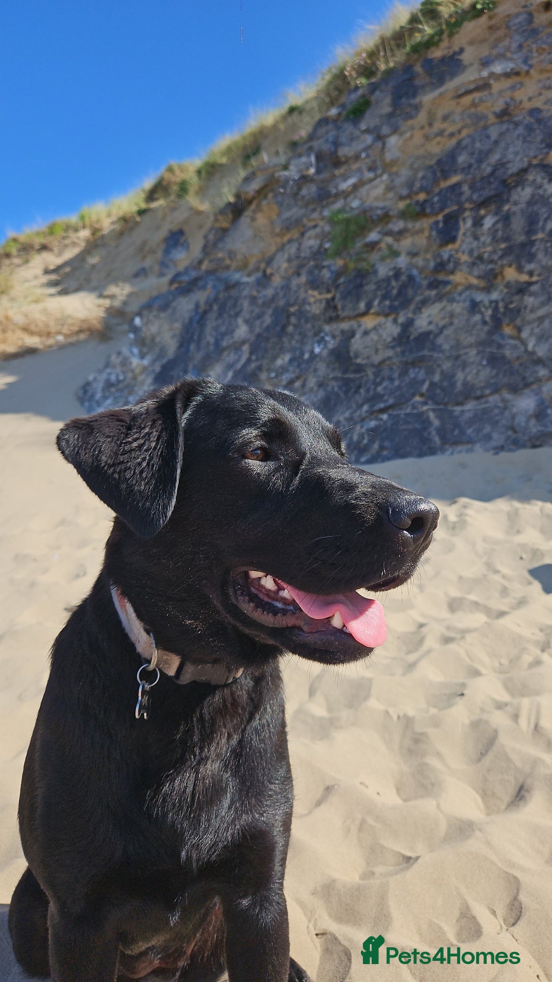 Mixed Breed dogs for sale: German shepherd x Working Labrador puppies  - Advert 3