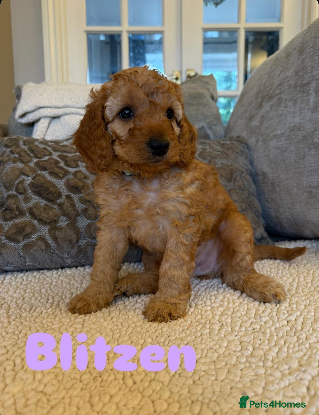 Cavapoo dogs for sale: Beautiful F1B cavapoo “teddy bear” puppies  - Advert 17