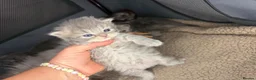 Persian cats for sale: Beautiful Persian babies in Bradford - Advert 7
