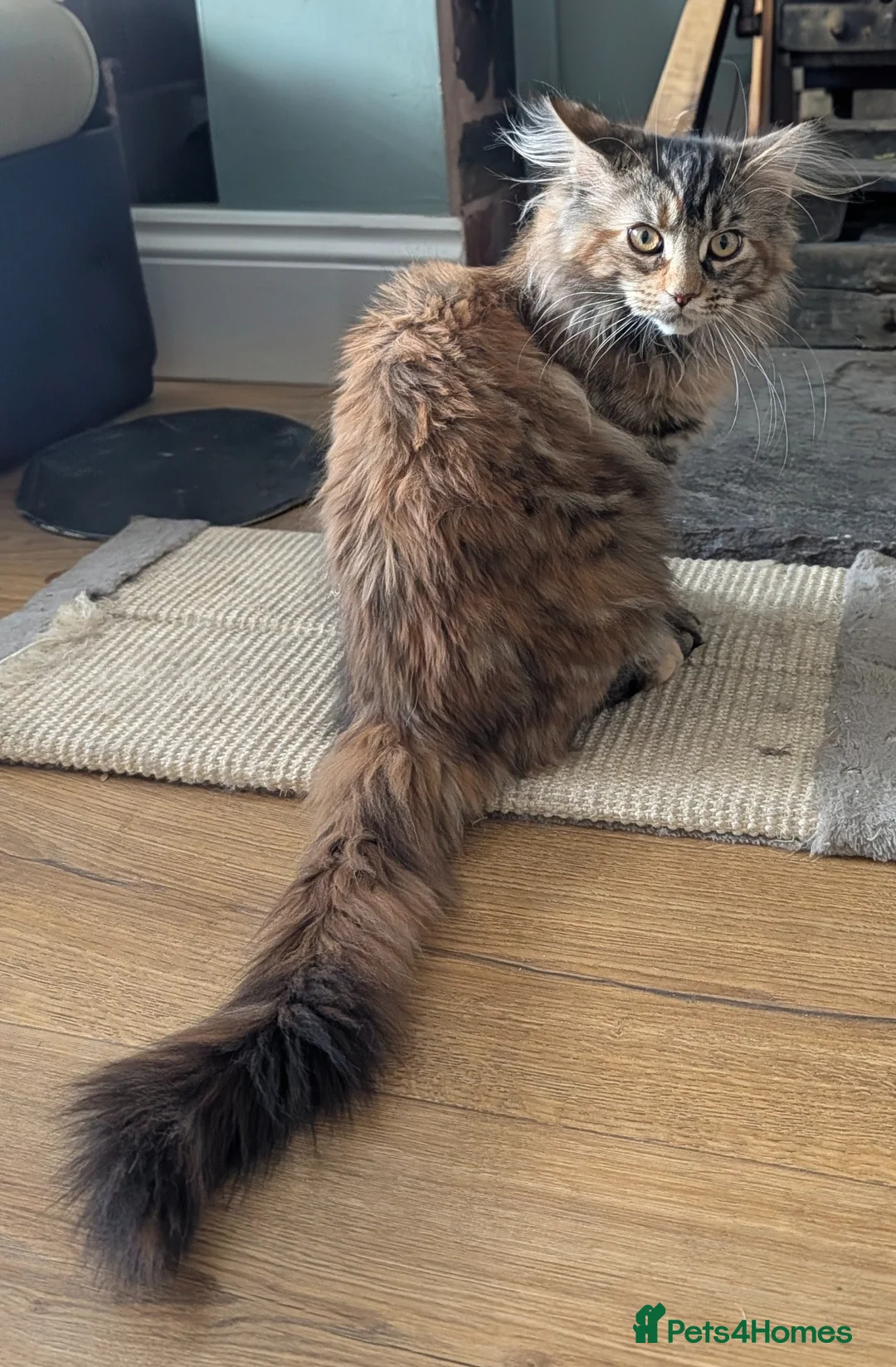 Maine Coon cats for sale: 2 beautiful girls - Advert 16