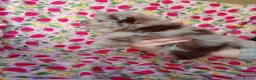 Pomeranian dogs for sale: FEMALE Chocolate Pomeranian READY TO LEAVE  - Advert 9