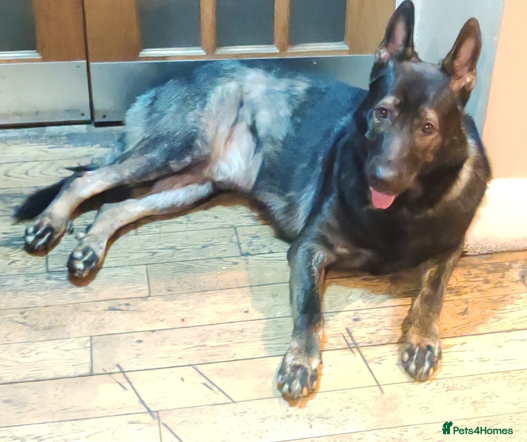 German Shepherd dogs for stud: KENSESQUI SIMBA (Simba) - Advert 19
