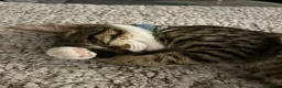 Mixed Breed cats for sale: Brother cats  - Advert 3