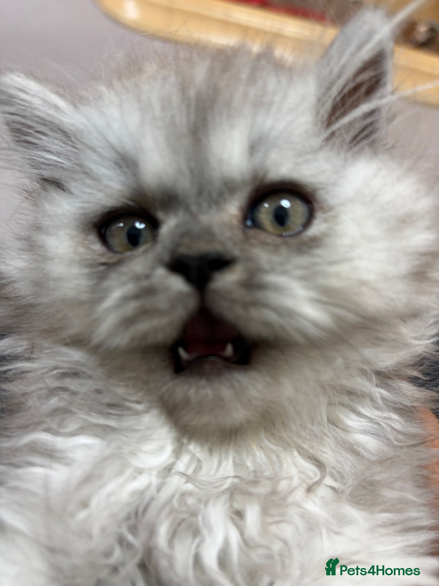Persian cats Persian prince  - Advert 5