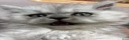Persian cats for sale: Persian prince  - Advert 1