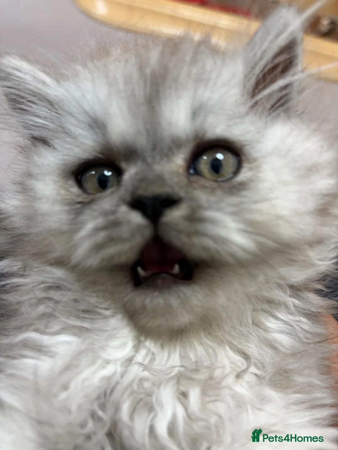 Persian cats for sale: Persian prince  - Advert 1