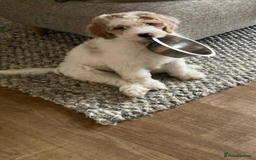Goldendoodle dogs for sale: Goldendoodle Double Doodle pup ready to go🐾 - Image 2