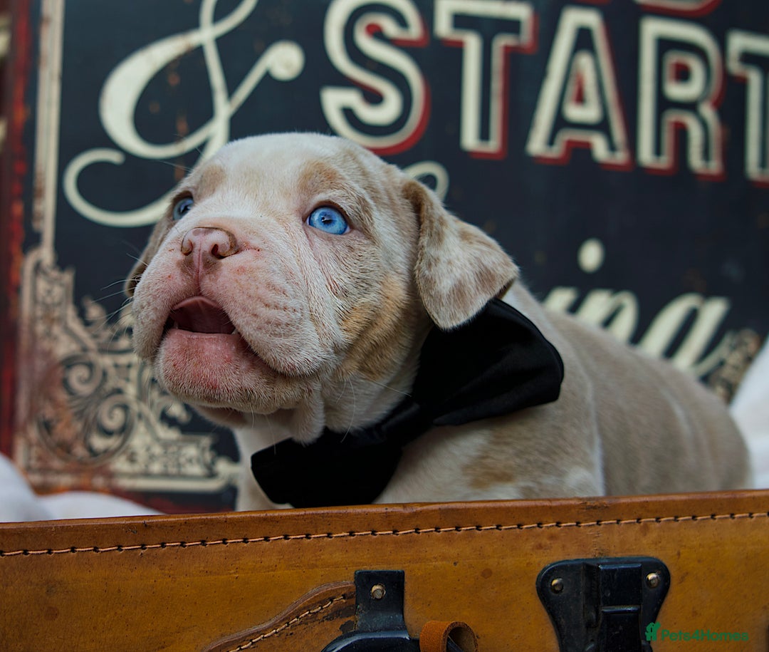 American Bully dogs for sale: Last boy left 🔥🔥🔥 - Image 7