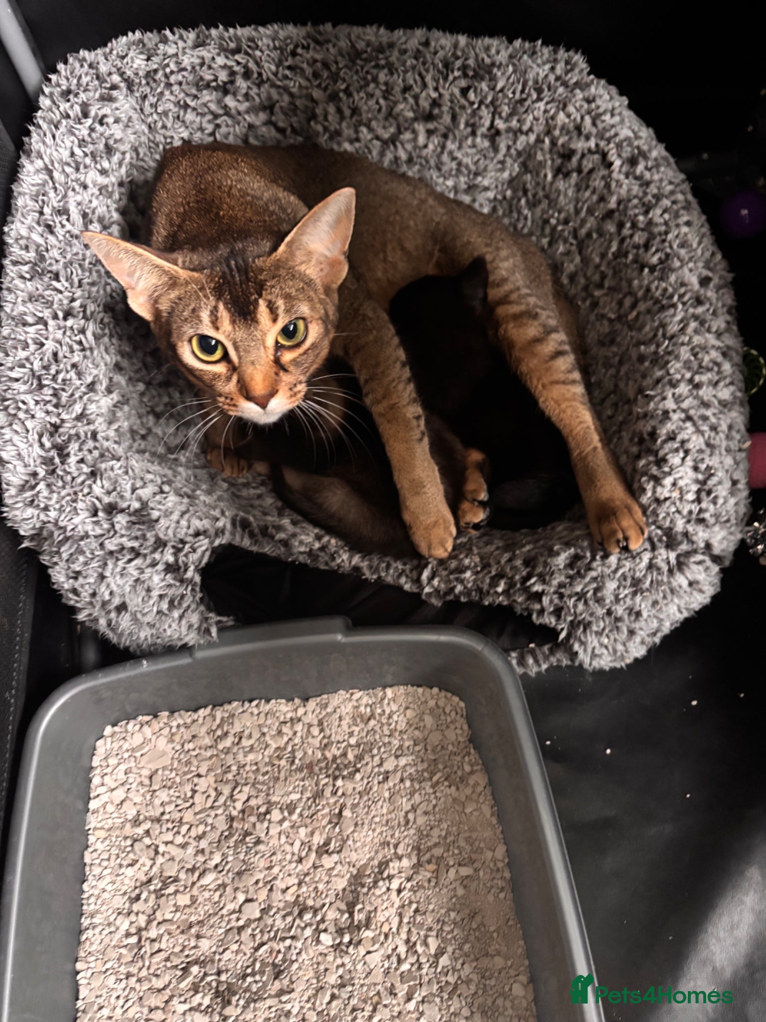 Mixed Breed cats for sale: Male kittens - Advert 25