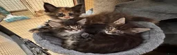 Maine Coon cats for sale: TICA registered Maine Coons - Advert 3