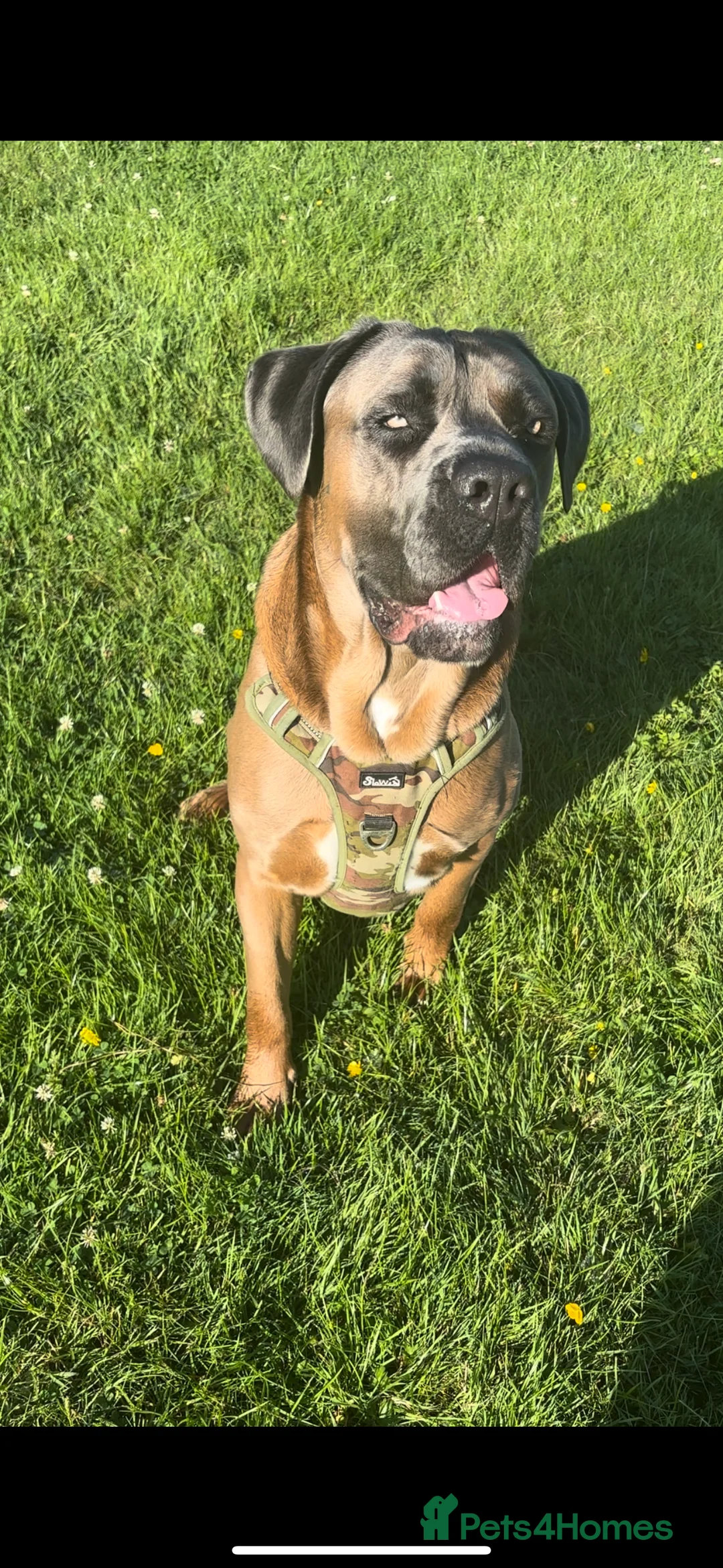 Cane Corso dogs for stud: 🔥Exceptional Formentino Cane Corso For Stud!🔥 in Waltham Abbey - Advert 4