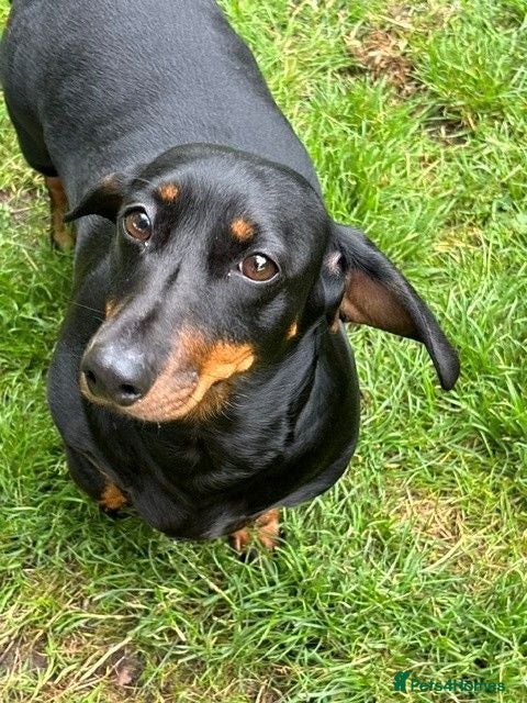 Dachshund dogs Standard Black and Tan Female Dachshund - Advert 1