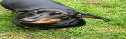 Dachshund dogs for sale: Standard Black and Tan Female Dachshund - Advert 1