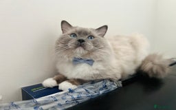 Ragdoll cats for stud: GCCF & TICA registered stud, champion bloodline    in London - Image 2