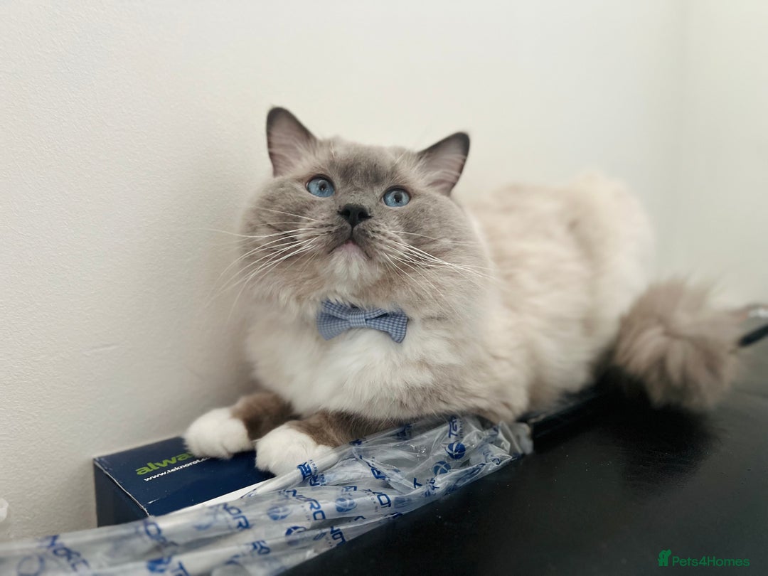 Ragdoll cats for stud: GCCF & TICA registered stud, champion bloodline    in London - Image 2