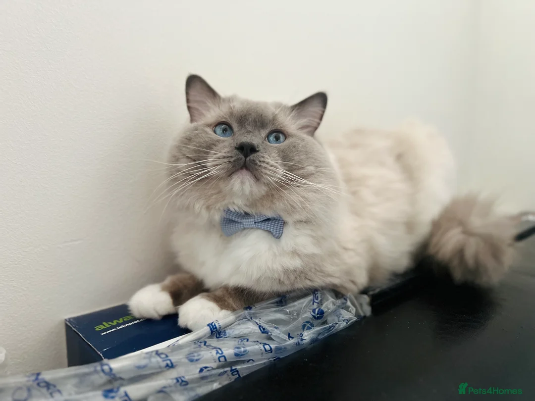 Ragdoll cats for stud: GCCF & TICA registered stud, champion bloodline    in London - Advert 2
