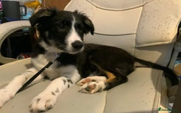 Border Collie dogs for adoption: Meet LOKI !  He desperately needs a Loving Home ! - Image 2