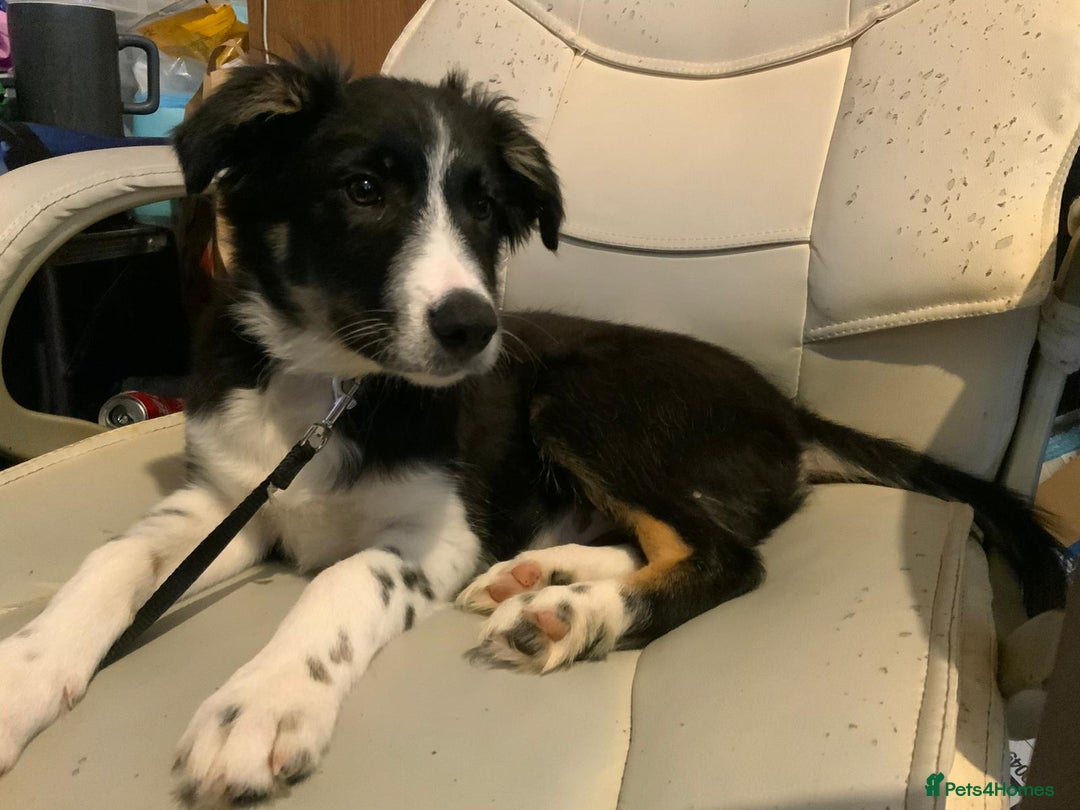 Border Collie dogs for adoption: Meet LOKI !  He desperately needs a Loving Home ! - Image 2