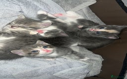 Persian cats for sale: Persian cross  - Image 2